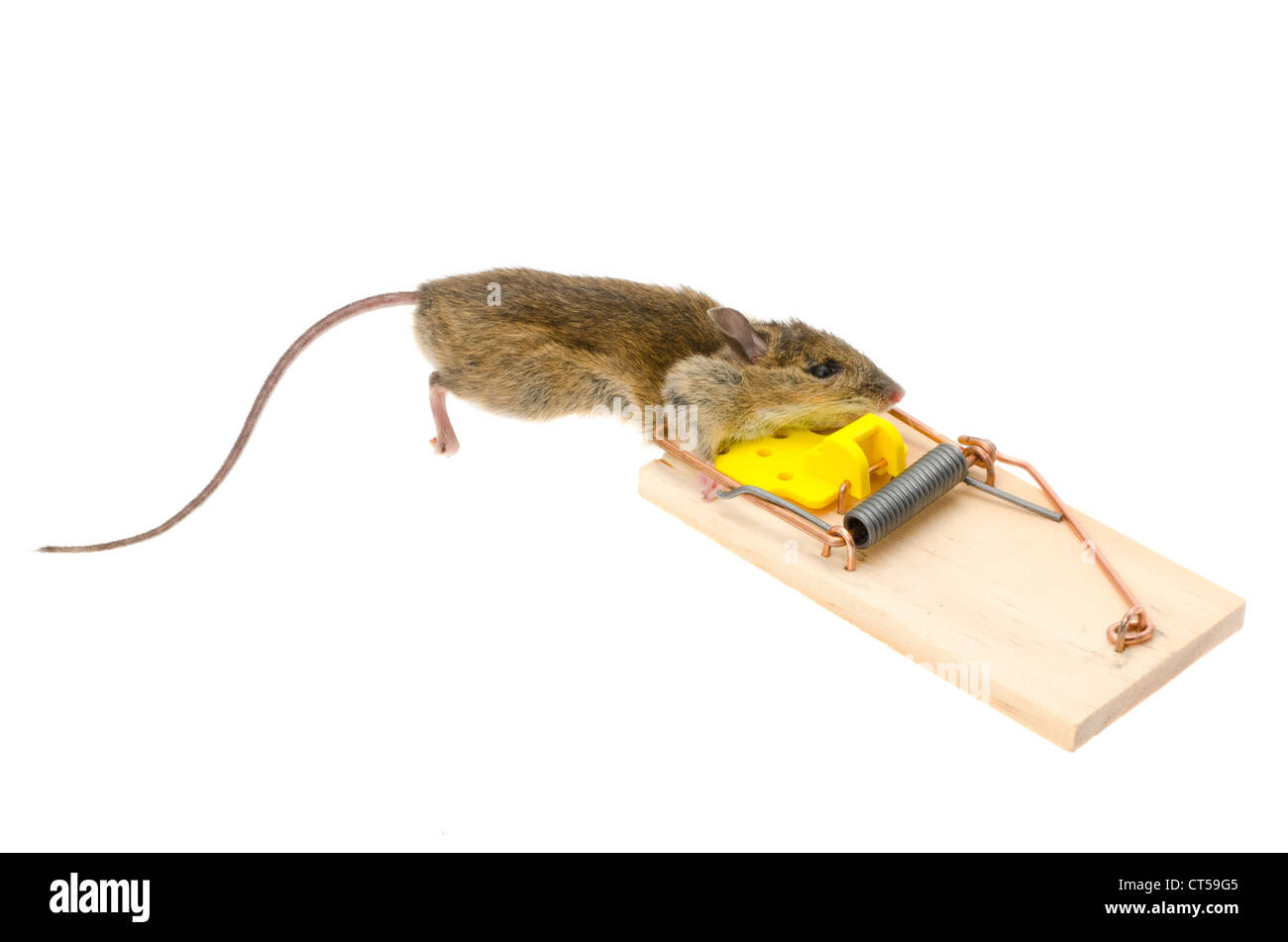 Eine Hausmaus (Mus Musculus) mit seinem Kopf gefangen in einer Mausefalle - Studio gedreht mit weißem Hintergrund Stockfoto