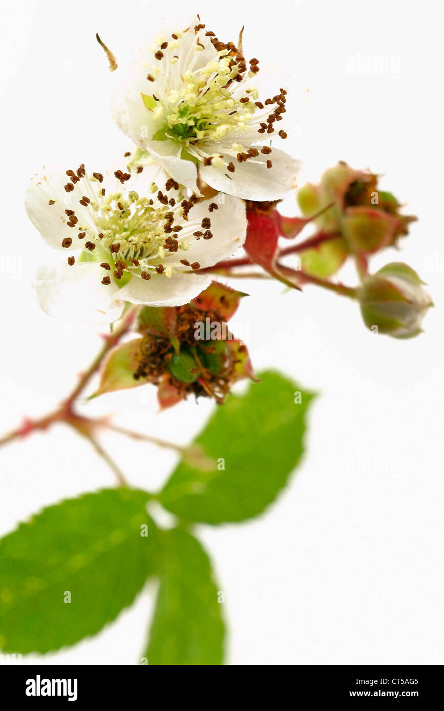 STRAUCHIGE BLACKBERRY Stockfoto