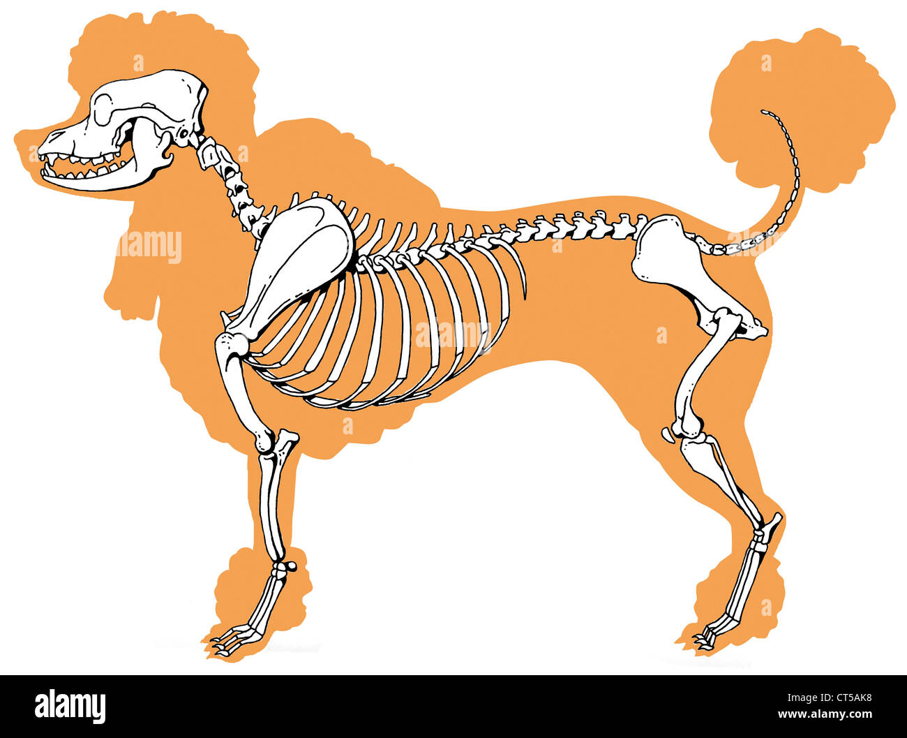 skelett hund