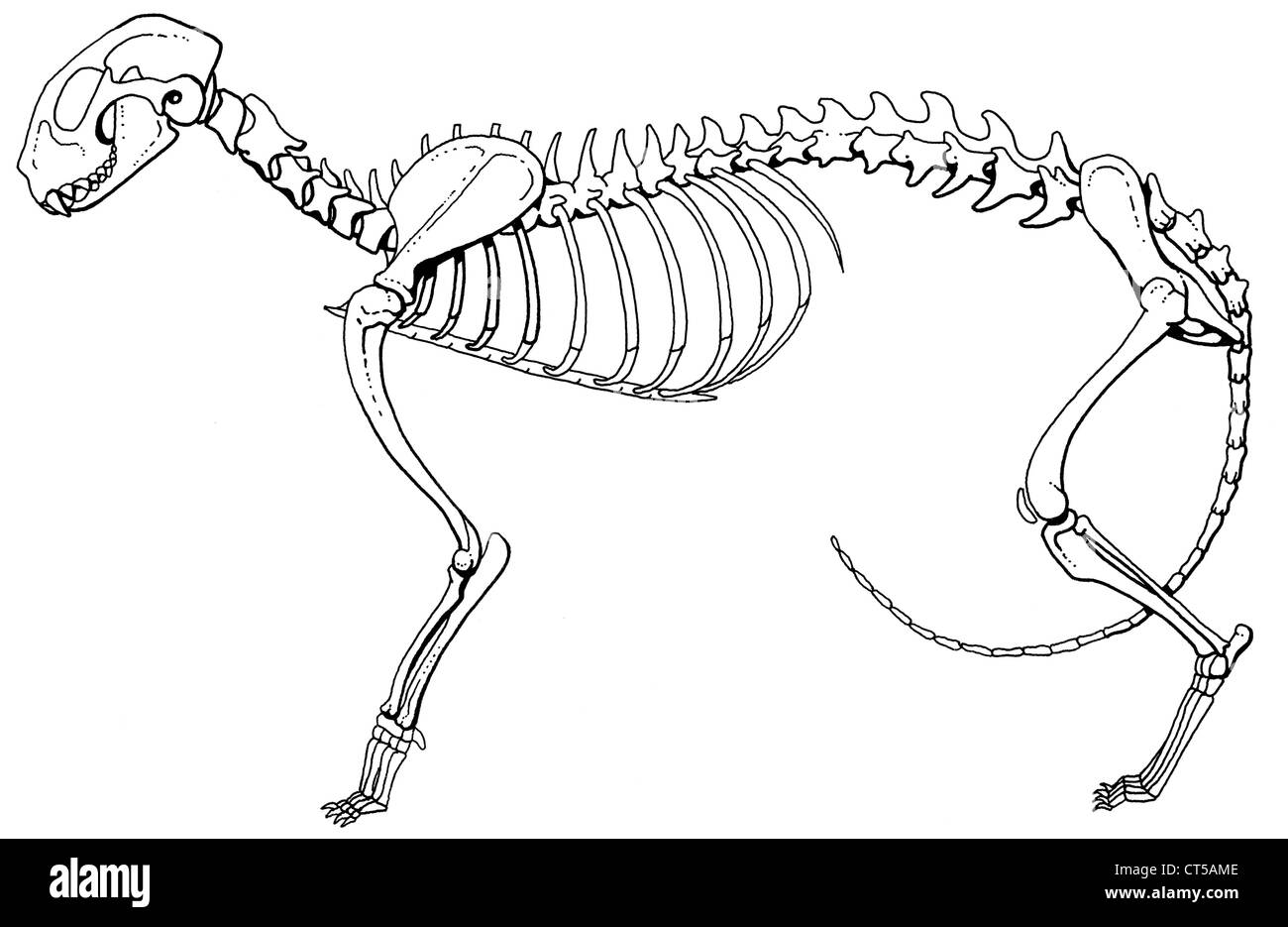 Katzen skelett -Fotos und -Bildmaterial in hoher Auflösung – Alamy