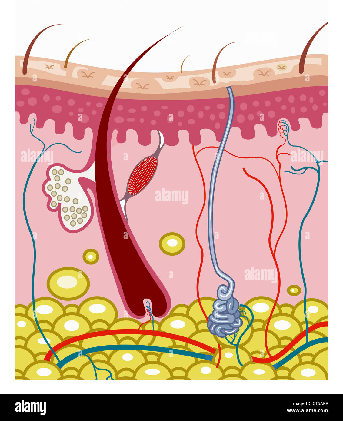 HAUT, ILLUSTRATION Stockfoto