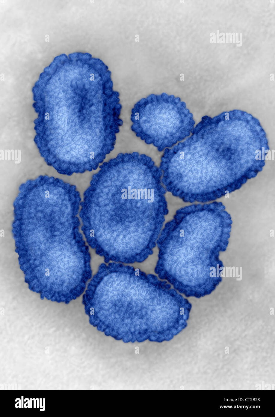 INFLUENZA A H1N1 VIRUS Stockfoto