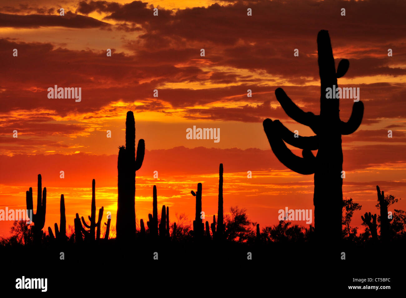 Ironwood Forest Nationalmonument bei Sonnenuntergang in der Sonora-Wüste in der Nähe von Eloy, Arizona, USA. Stockfoto