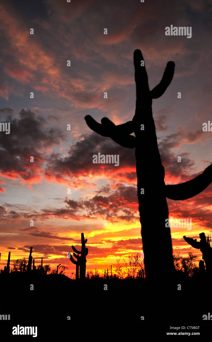 Ironwood Forest Nationalmonument bei Sonnenuntergang in der Sonora-Wüste in der Nähe von Eloy, Arizona, USA. Stockfoto