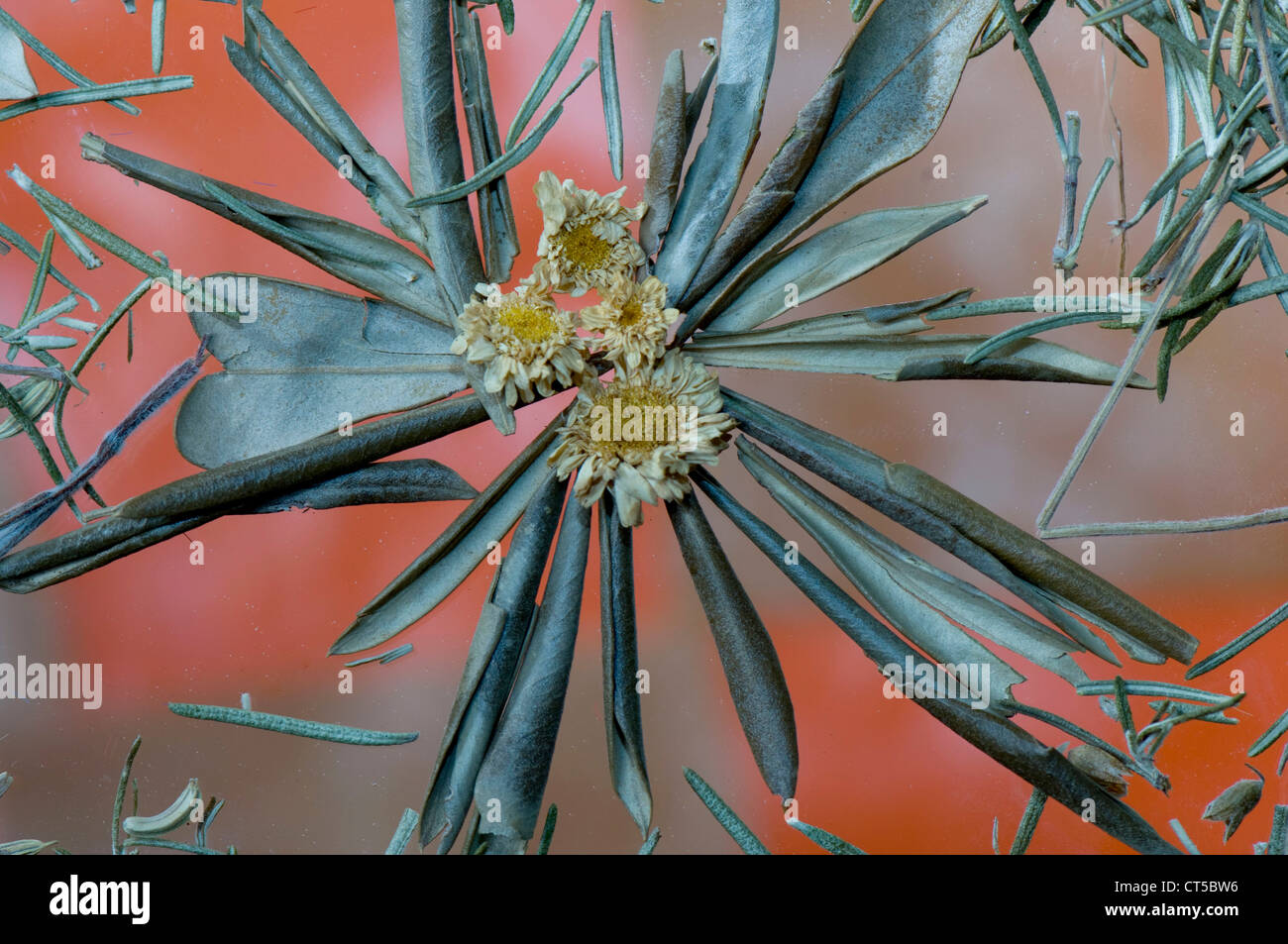 PFLANZLICHE ARZNEIMITTEL Stockfoto