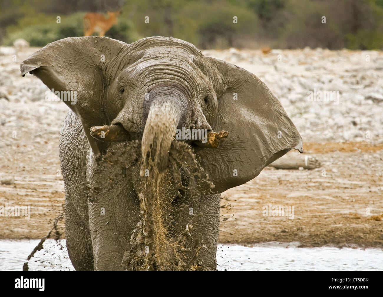 Ein afrikanischer Elefant bläst schlammiges Wasser Stockfoto
