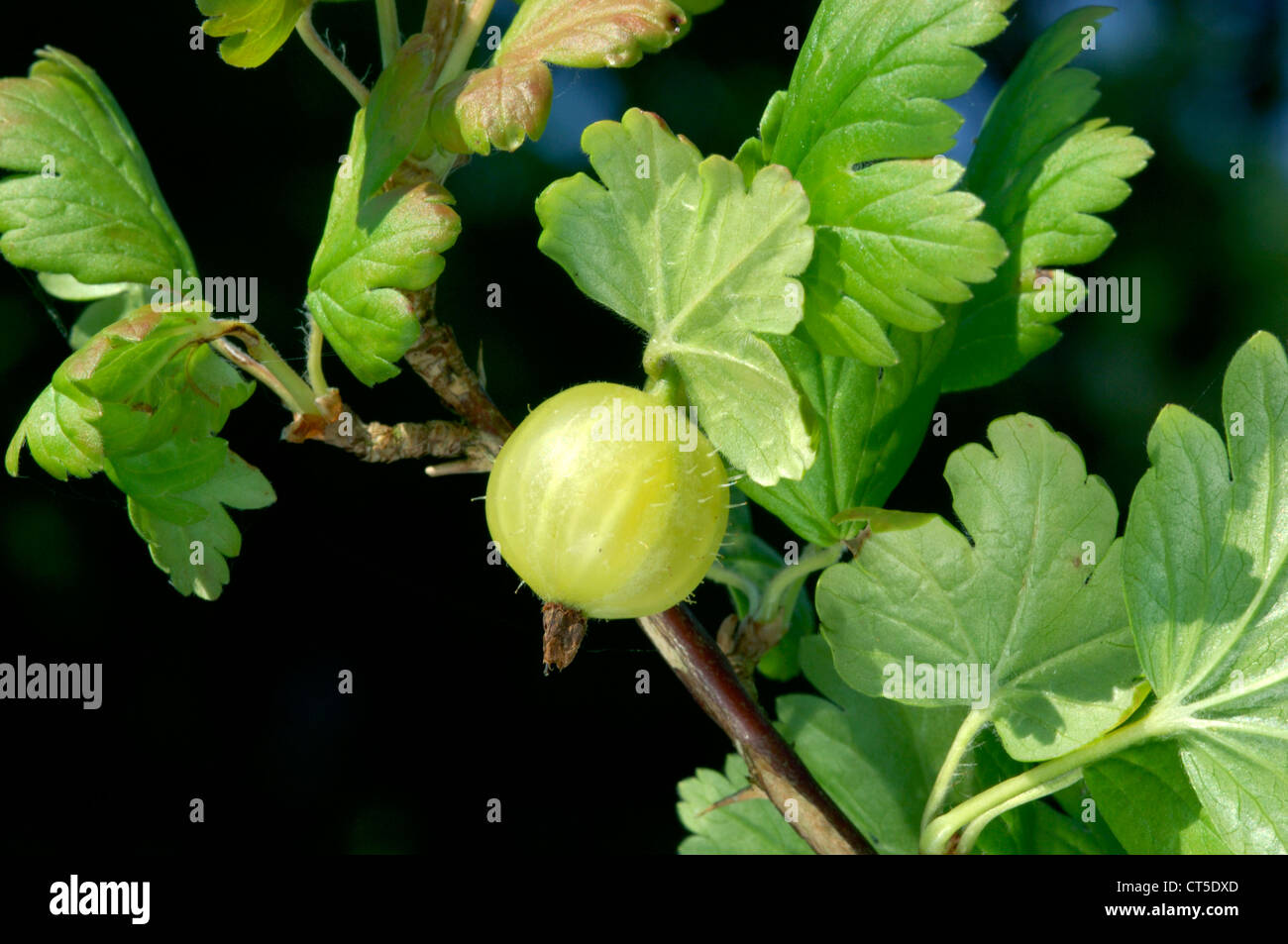STACHELBEERE Ribes Uva-Crispa (Grossulariaceae) Stockfoto