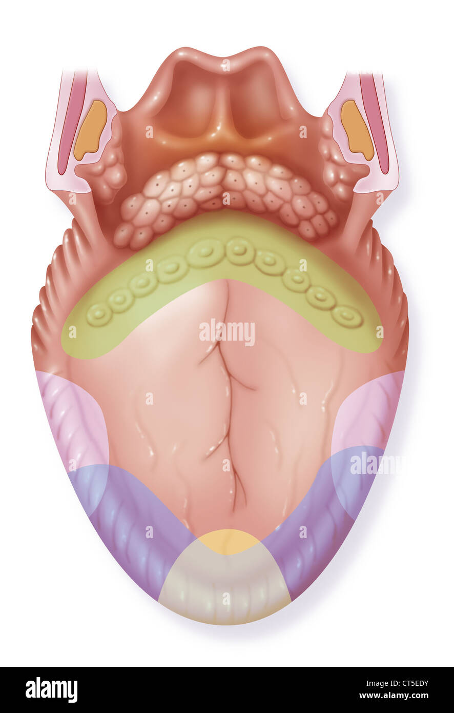 GESCHMACK, ILLUSTRATION Stockfoto
