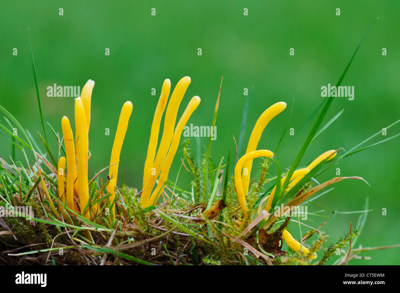 Goldene Spindeln Pilze (Clavulinopsis Fusiformis) wächst Gras Clumber Park, Nottinghamshire. Oktober. Stockfoto