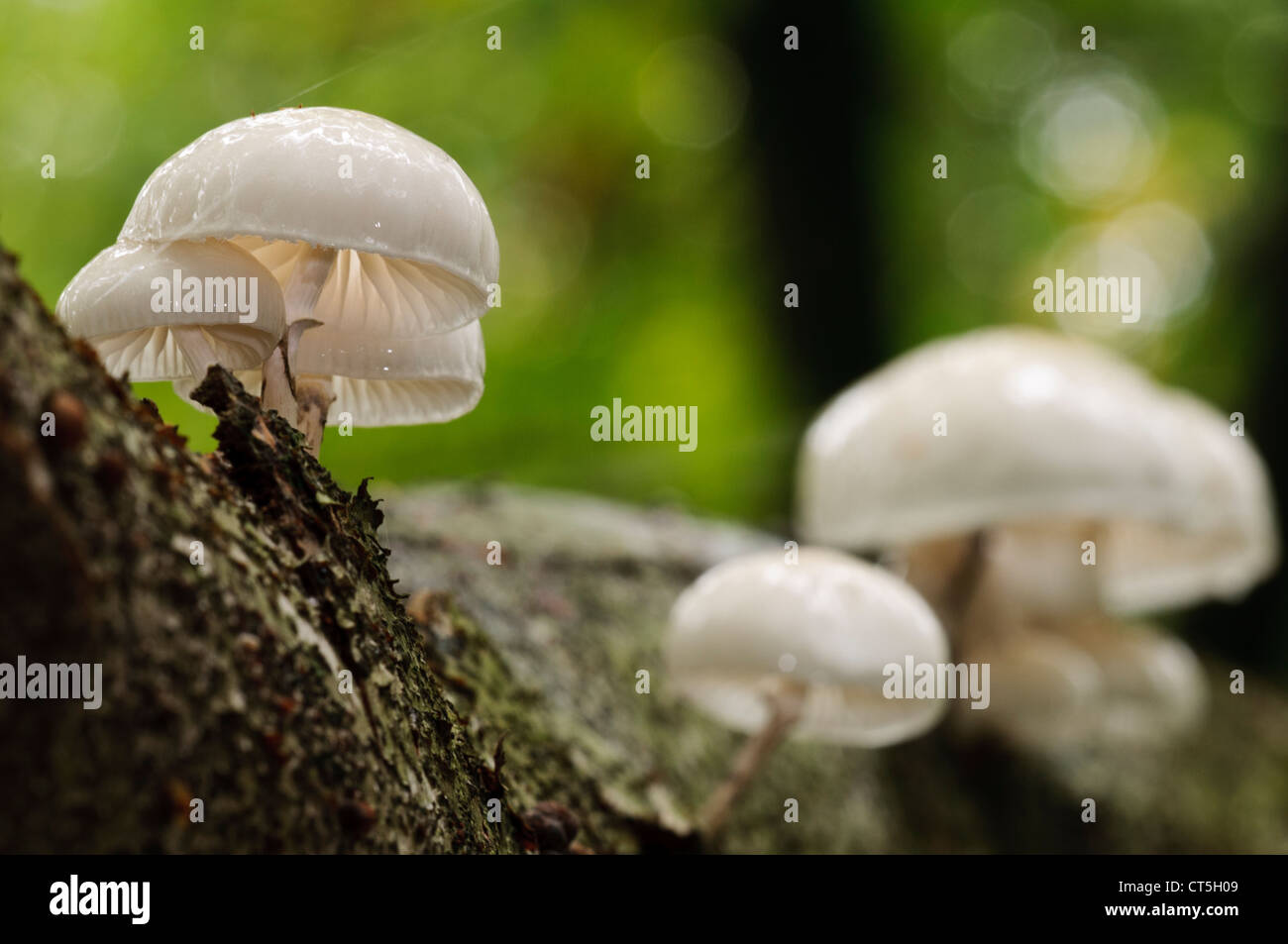 Eine Gruppe von Porzellan Pilze (Oudemansiella Mucida) wächst auf einer Buche in Clumber Park, Nottinghamshire. Oktober. Stockfoto