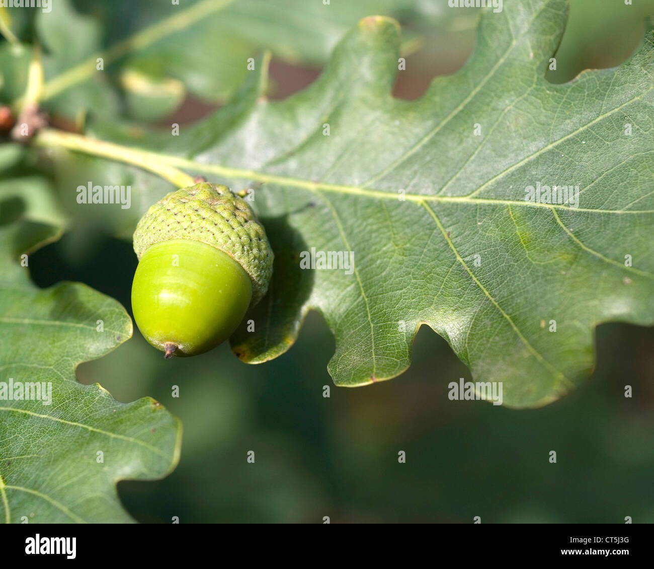 Eiche eichel quercus sp Fotos und Bildmaterial in hoher Auflösung Alamy