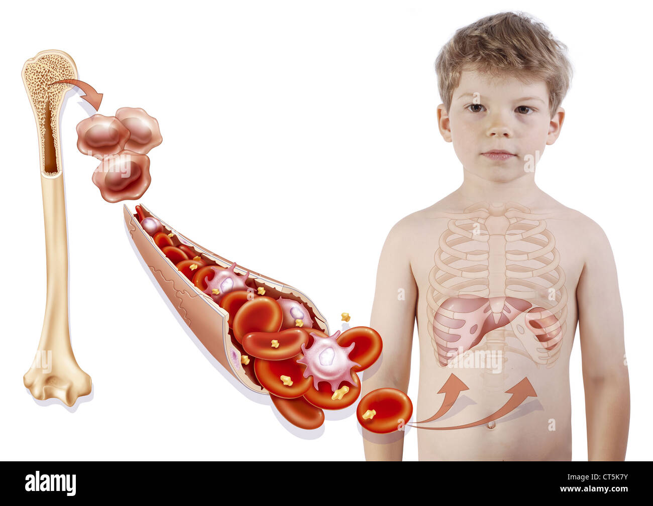 HÄMATOPOESE, ZEICHNUNG Stockfoto