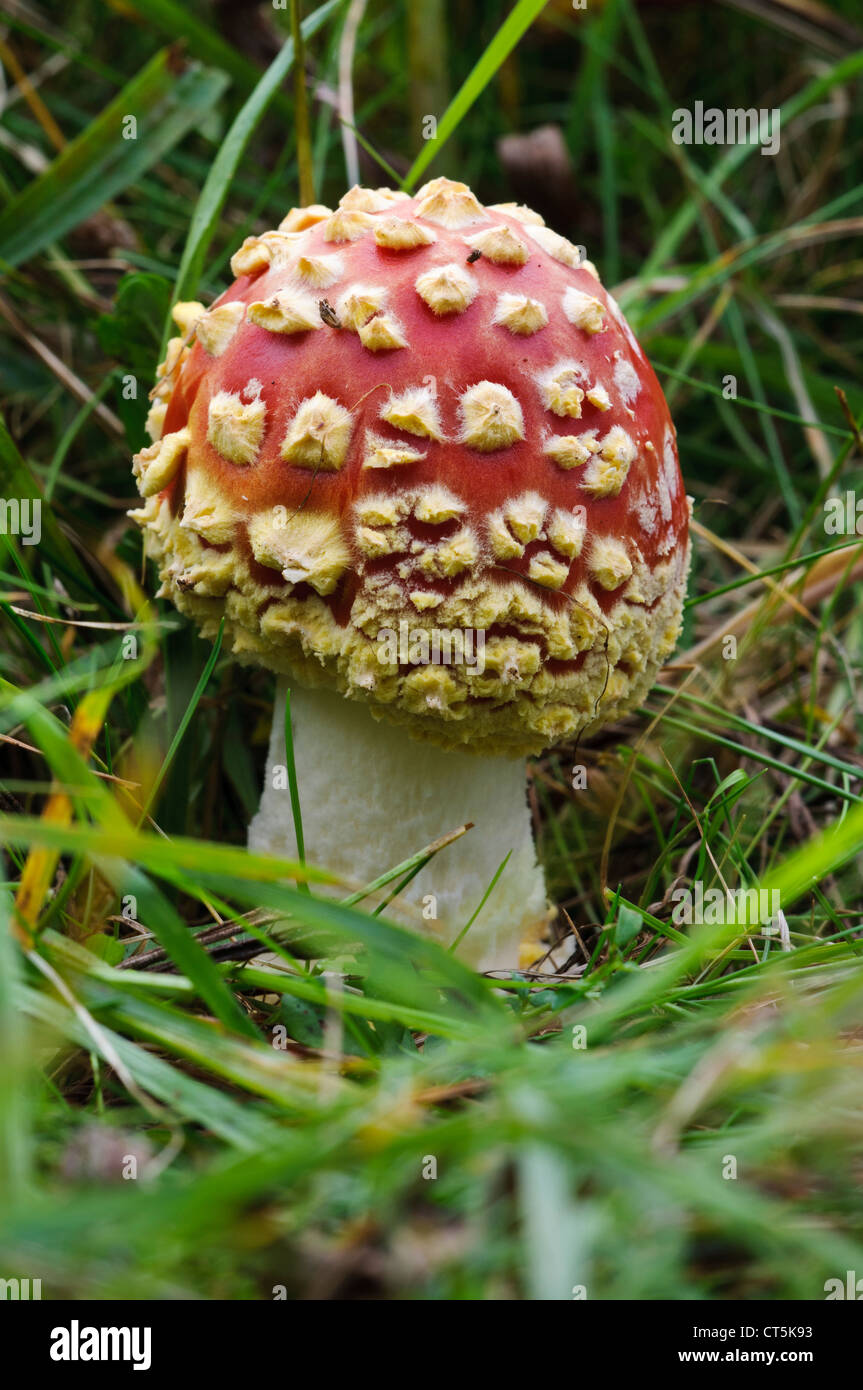 Ein frisch gekeimten jungen Fliegenpilz Fliegenpilz (Amanita Muscaria) wächst in Rasen bei Anston Steinen Holz, South Yorkshire. Stockfoto