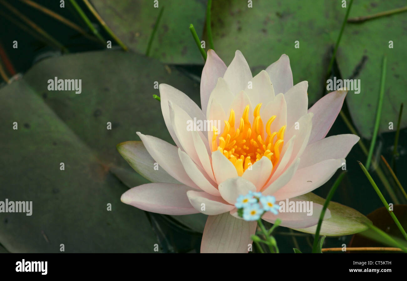 Eine Seerose Blüte Stockfoto