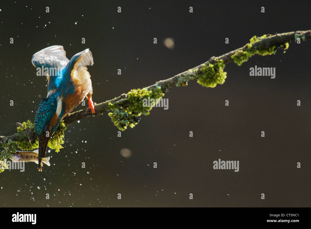 Eisvogel Alcedo Atthis, Fang von Fischen auf Zweig, Worcestershire, England, UK Stockfoto