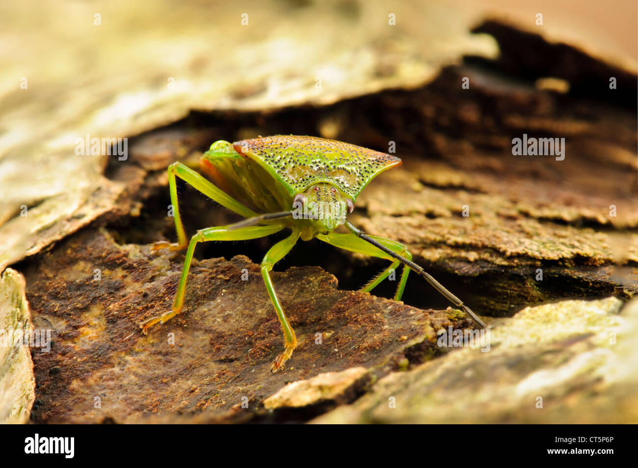 Ein Weißdorn Schild Bug (Acanthosoma Haemorrhoidale) zu Fuß über Totholz. Bostall Wald und Londoner Stadtteil Greenwich. Oktober. Stockfoto