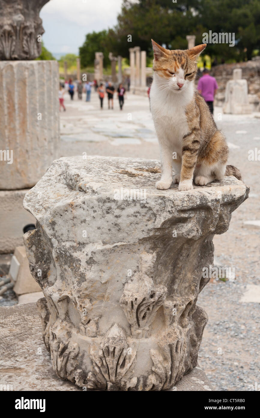Eine Katze sitzt auf einem großen Stück Stein gehauenen, Ephesus, Türkei Stockfoto