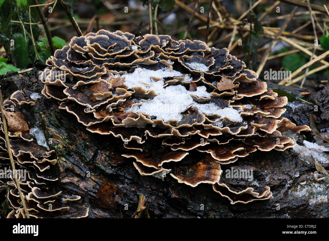 Turkeytail Pilz (Trametes versicolor) unter einem Licht des Schnees abstauben, wachsen auf Totholz in Sevenoaks Wildlife Reserve. Stockfoto