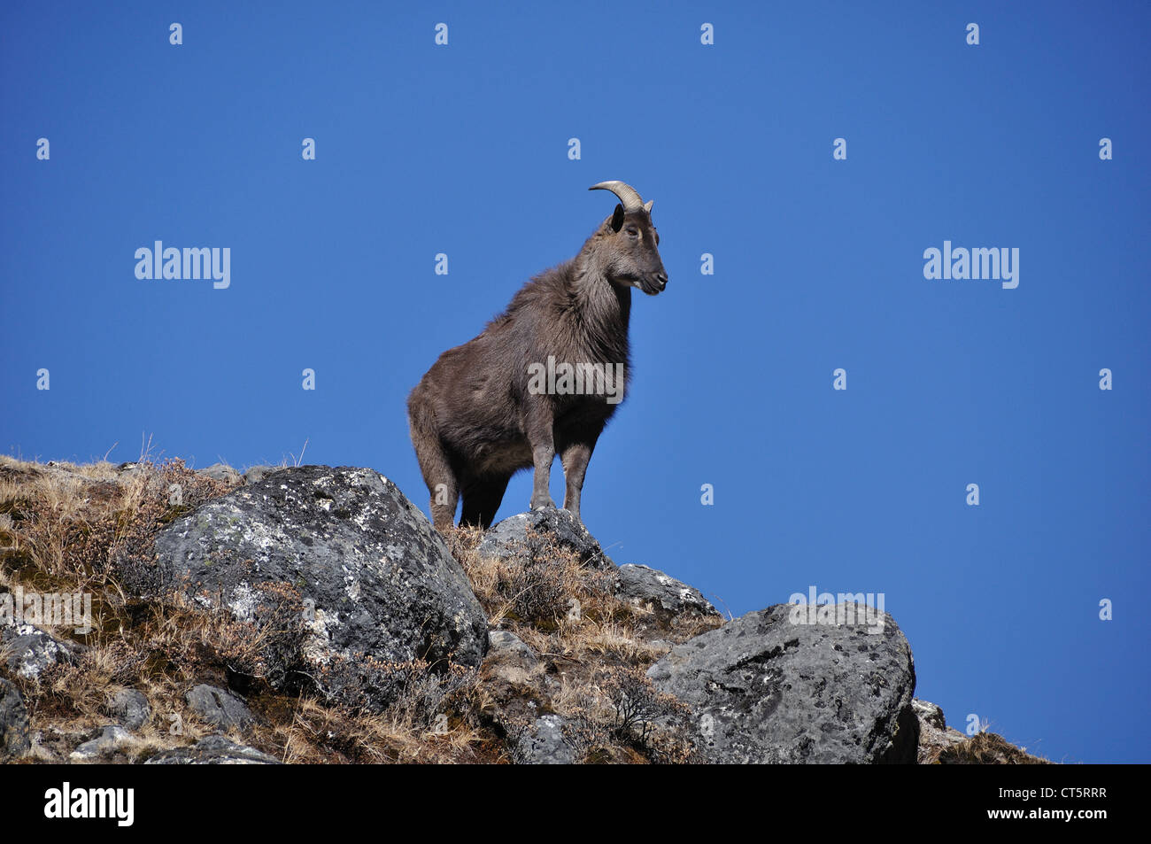 Nepal Wild Mountain Goat in der Everest-Region von Nepal Stockfoto