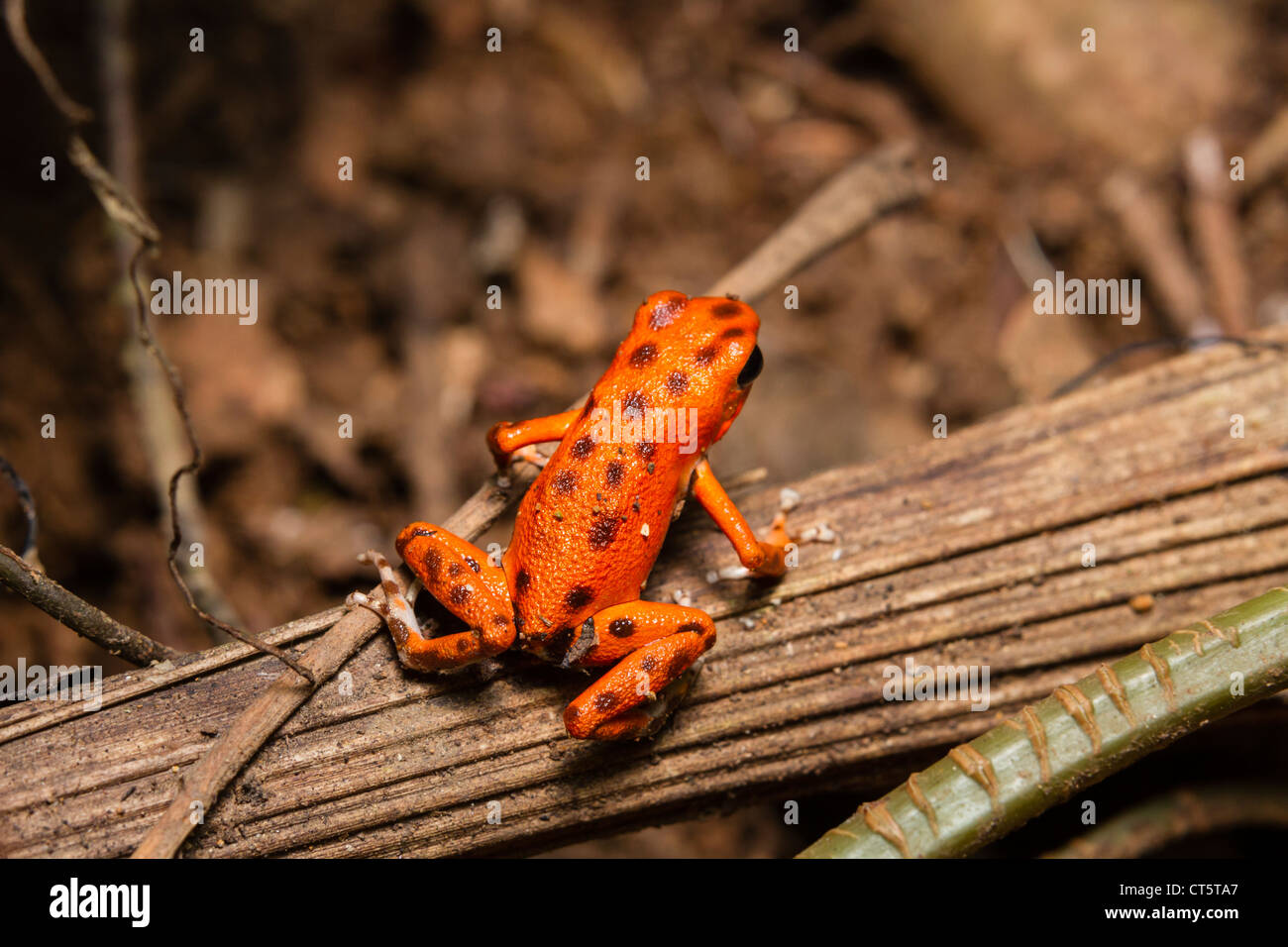 Erdbeere oder Red Poison-Dart Frog (Oophaga Pumilio früher Dendrobates Pumilio) auf Isla Bastimentos, Bocas del Toro, Panama. Stockfoto