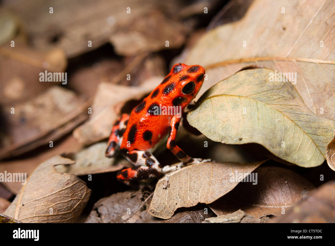 Erdbeere oder Red Poison-Dart Frog (Oophaga Pumilio früher Dendrobates Pumilio) auf Isla Bastimentos, Bocas del Toro, Panama. Stockfoto
