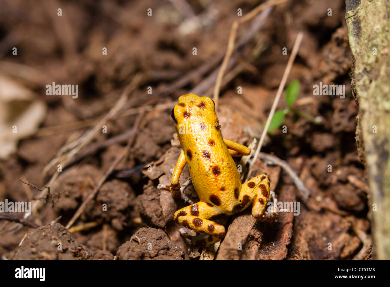 Gelbe Bastimentos Poison-Dart Frog (Oophaga Pumilio früher Dendrobates Pumilio) auf Isla Bastimentos, Bocas del Toro, Panama. Stockfoto