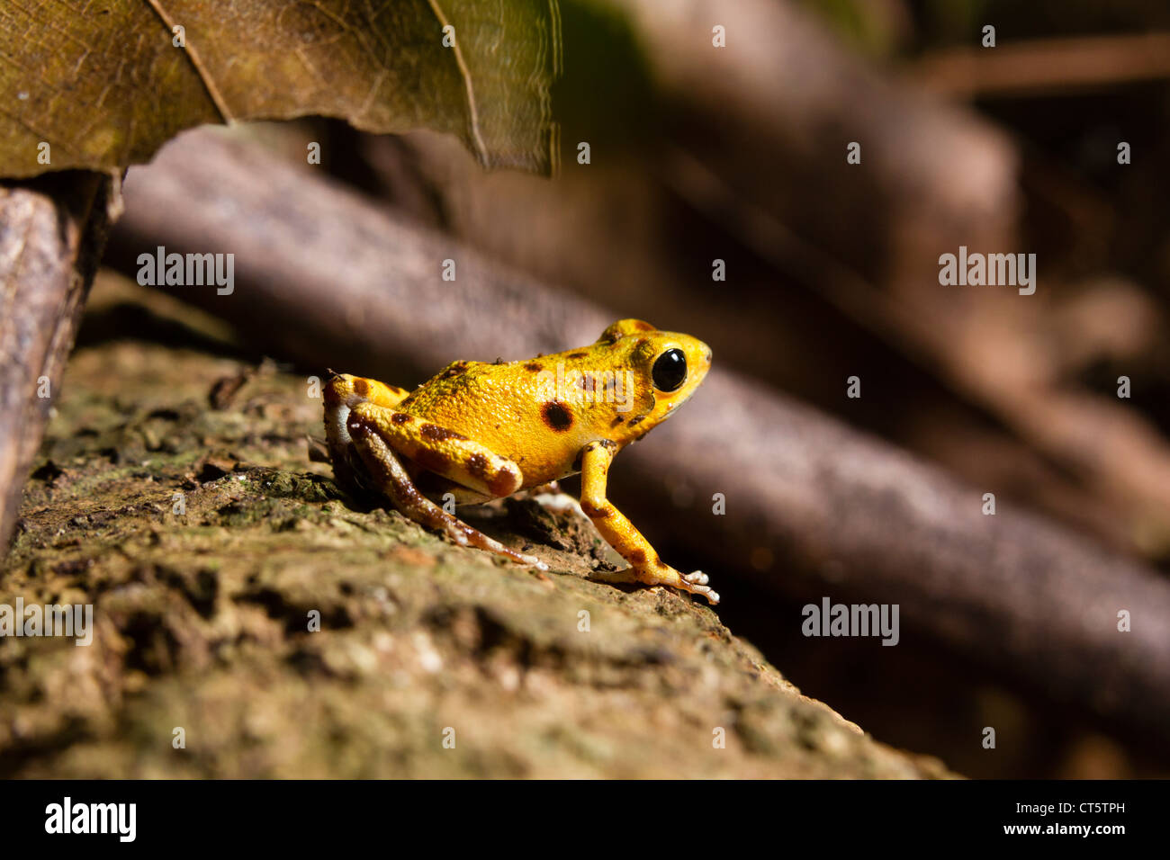 Gelbe Bastimentos Poison-Dart Frog (Oophaga Pumilio früher Dendrobates Pumilio) auf Isla Bastimentos, Bocas del Toro, Panama. Stockfoto