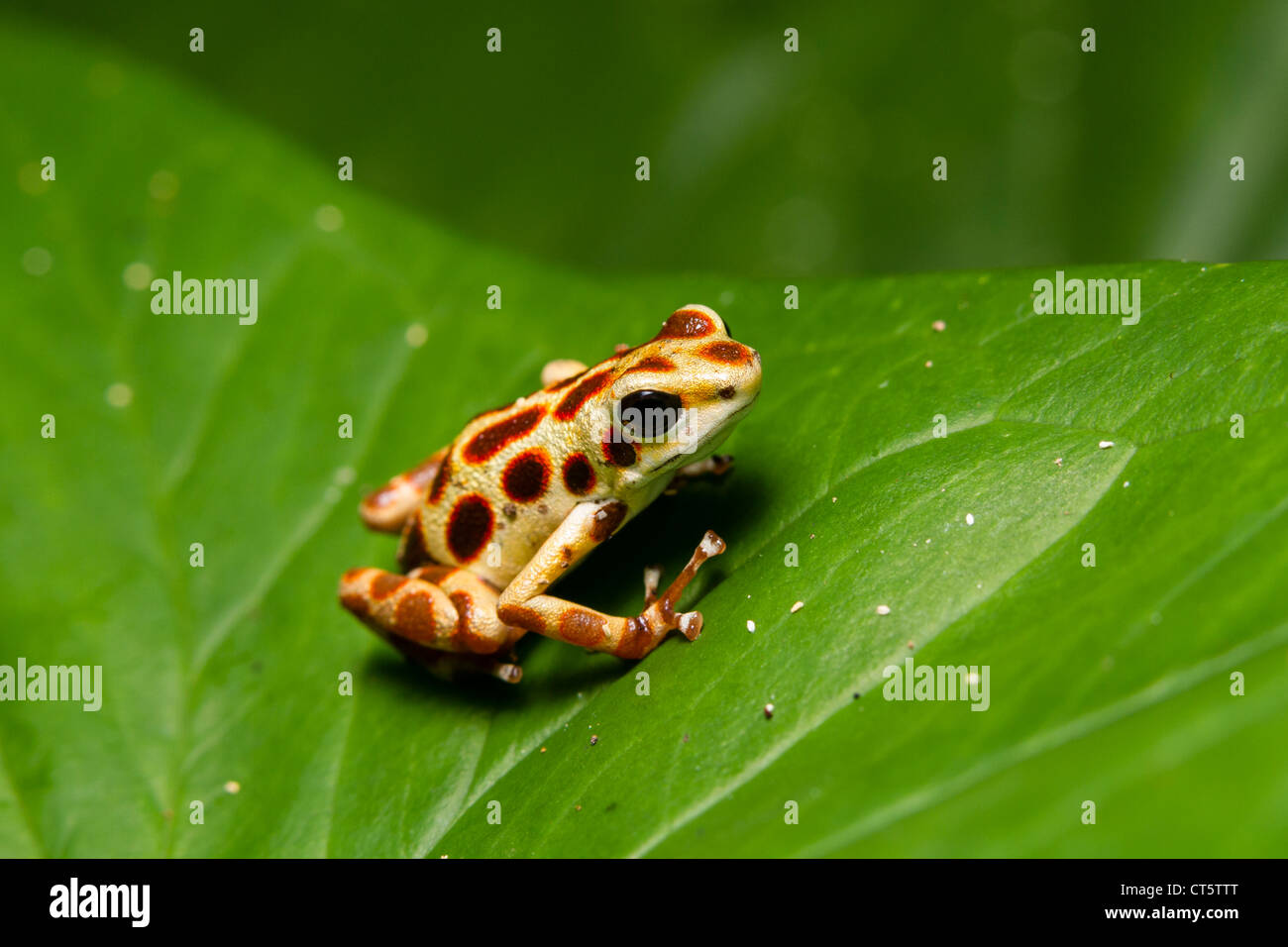 Gelbe Bastimentos Poison-Dart Frog (Oophaga Pumilio früher Dendrobates Pumilio) auf Isla Bastimentos, Bocas del Toro, Panama. Stockfoto