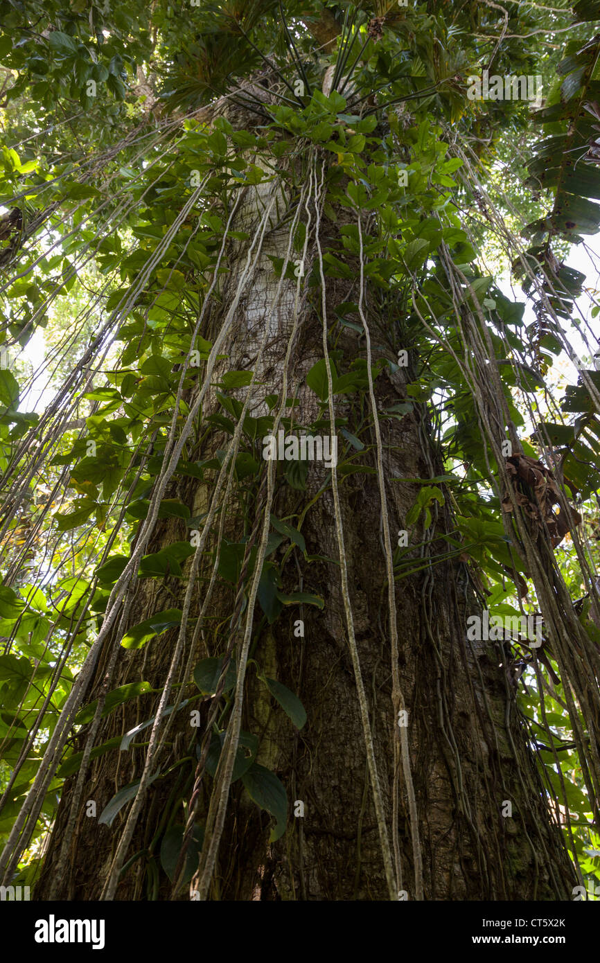 Großer Baum und Reben wachsen in den Dschungel auf Isla Bastimentos, Bocas del Toro, Panama. Stockfoto