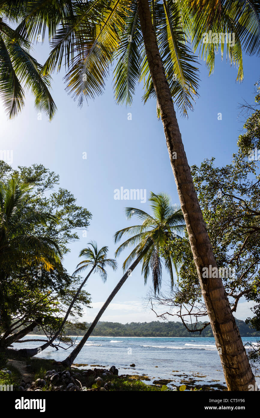 Palmen Sie gesäumten Küste auf Isla Bastimentos, Bocas del Toro, Panama. Stockfoto