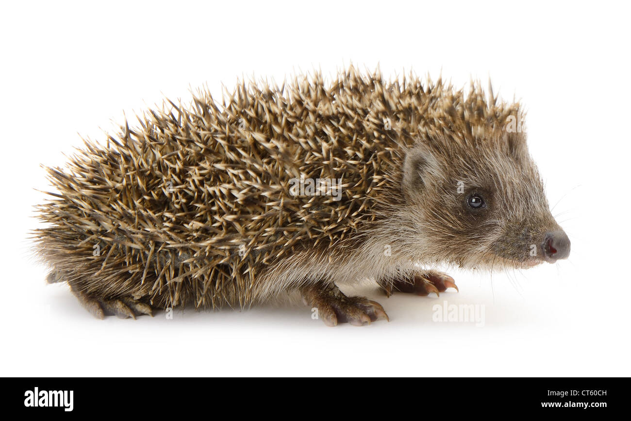 Igel isoliert. Kleines Säugetier mit stacheligen Haaren auf den Boden und Zargen Stockfoto