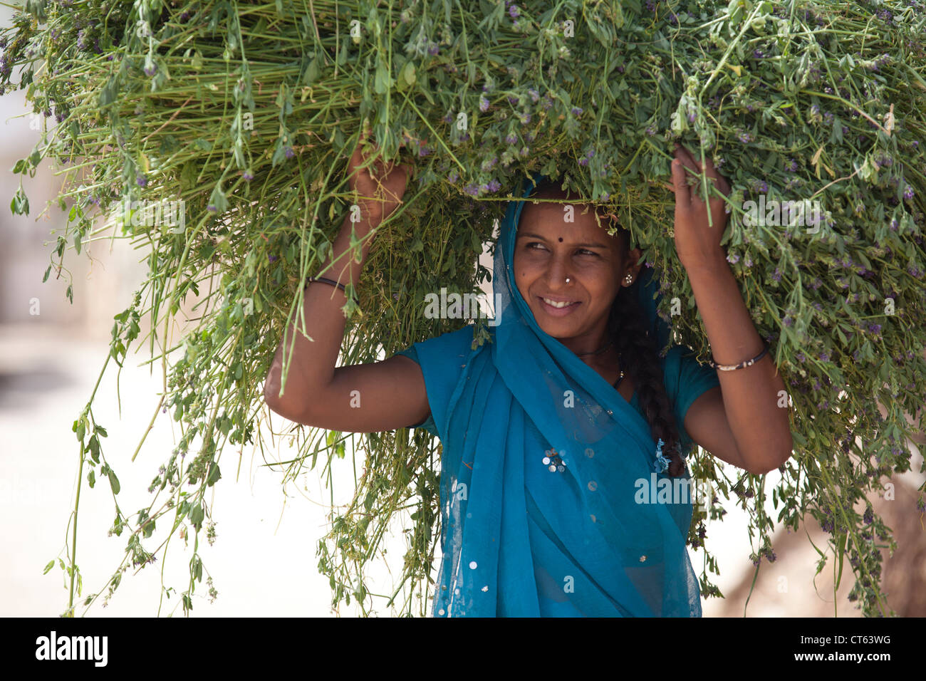 Young Rajasthani Frauen tragen Heu Stockfoto