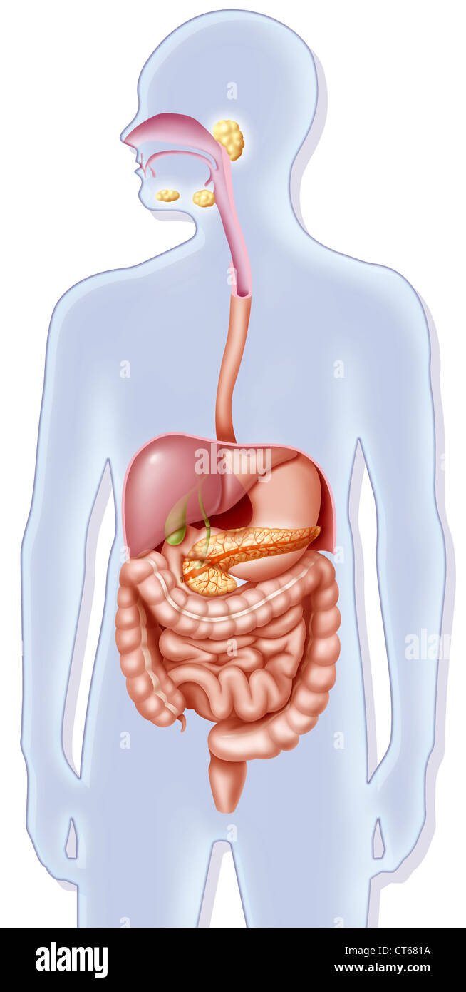 VERDAUUNGSSYSTEM, ILLUSTRATION Stockfoto