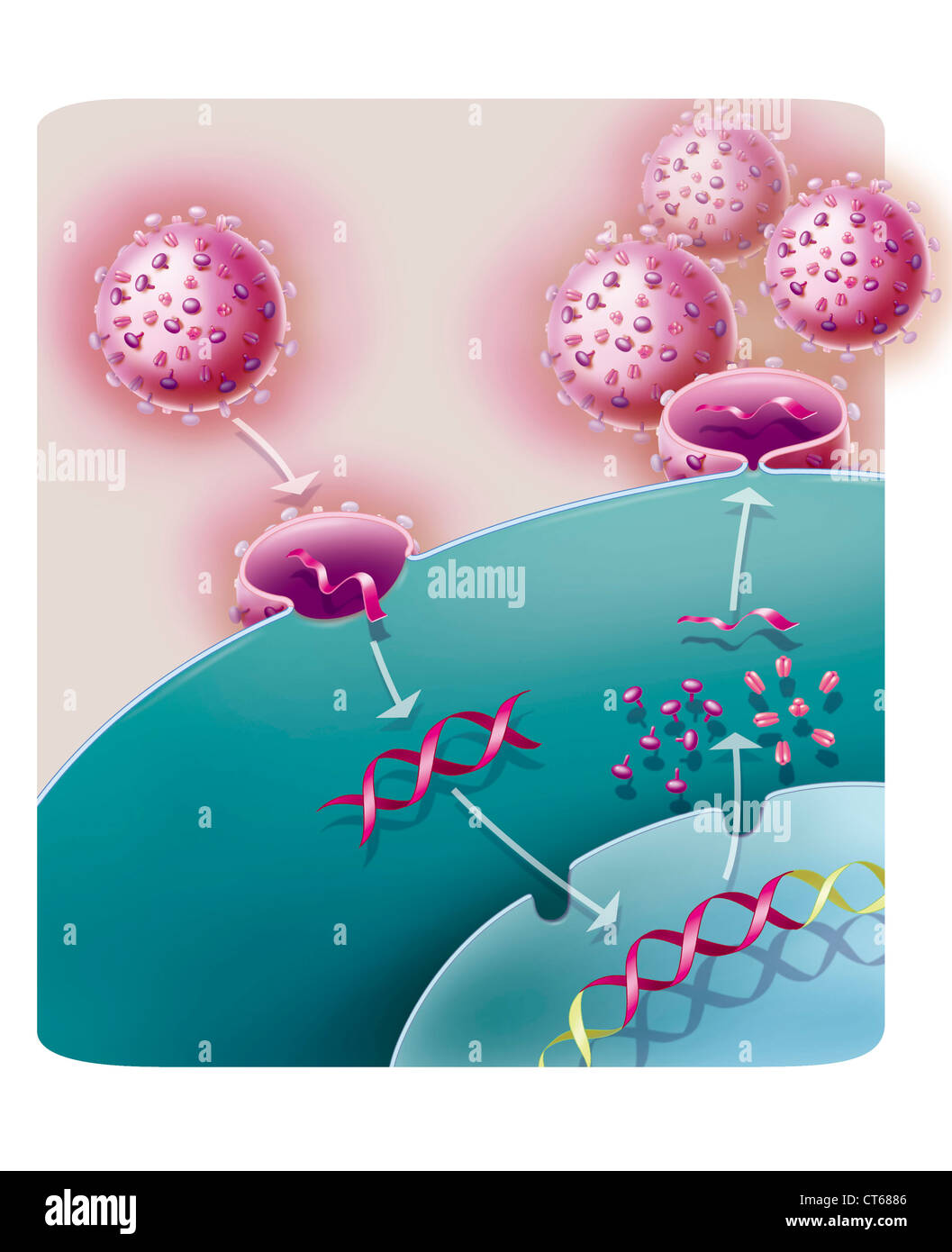 AIDS-VIRUS-INFEKTION, ZEICHNUNG Stockfoto