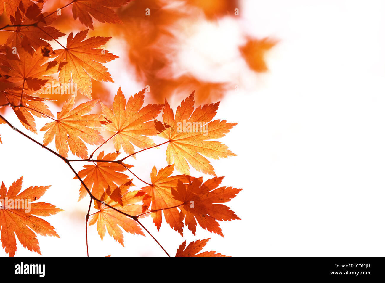 Herbstliche Ahornblätter Hintergrund Stockfoto
