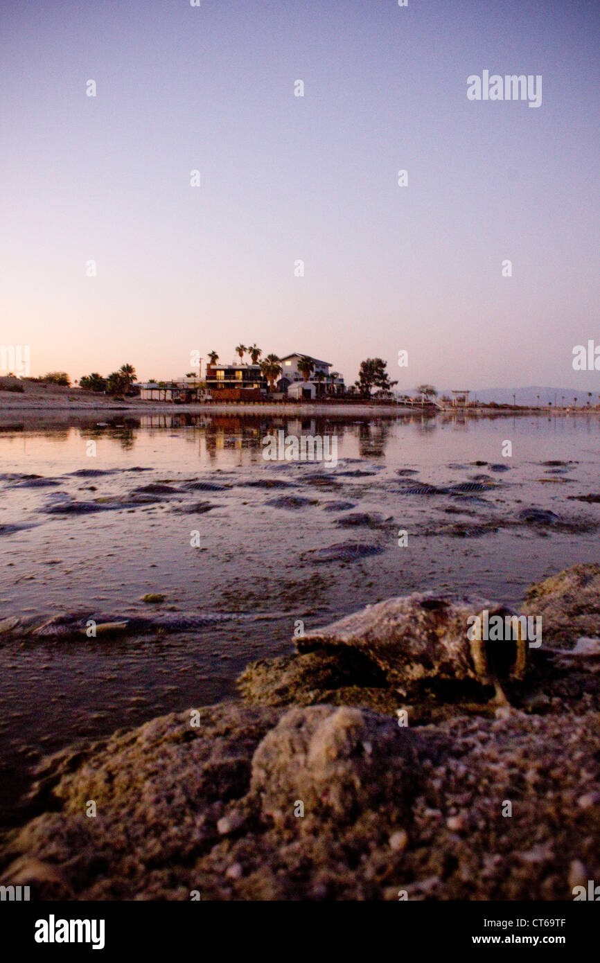 Tote Fische an Salton Sea California Stockfoto