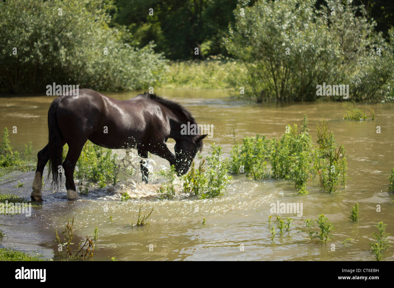 Braune Pferd im Wasser Stockfoto