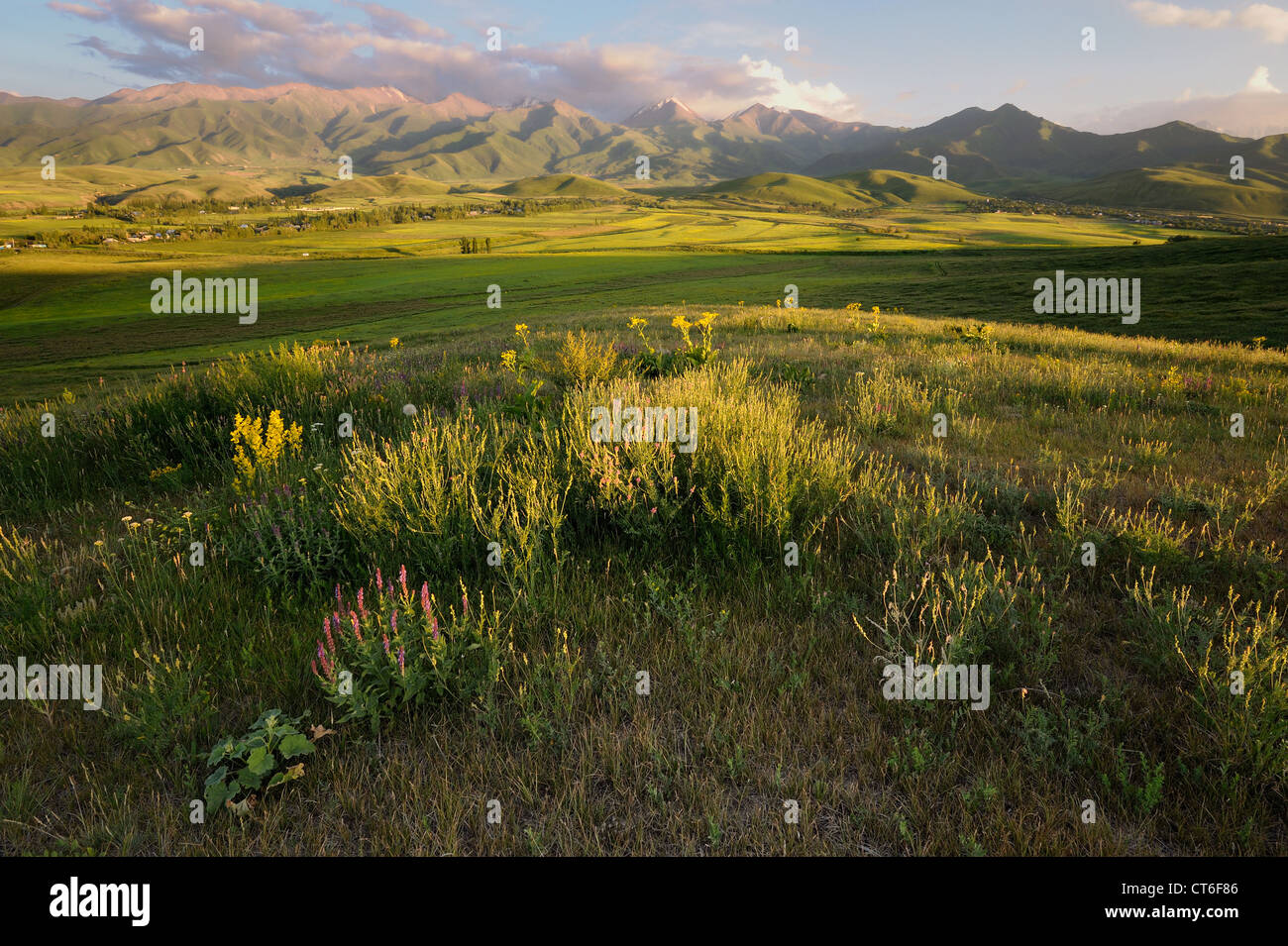 Wiese am Norus Dale, nördlichen Kirgisistan Stockfoto