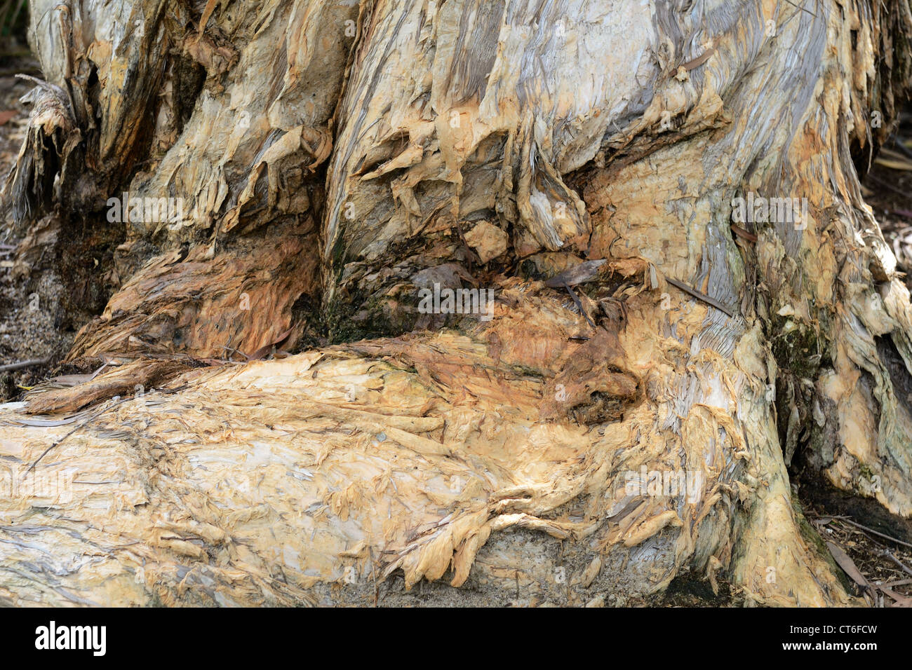 Baum-Wurzel-Textur der Melaleuca (leichte Baum) Stockfoto