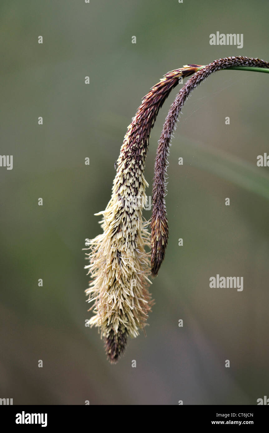 Hängende Segge Carex Pendel Stockfoto
