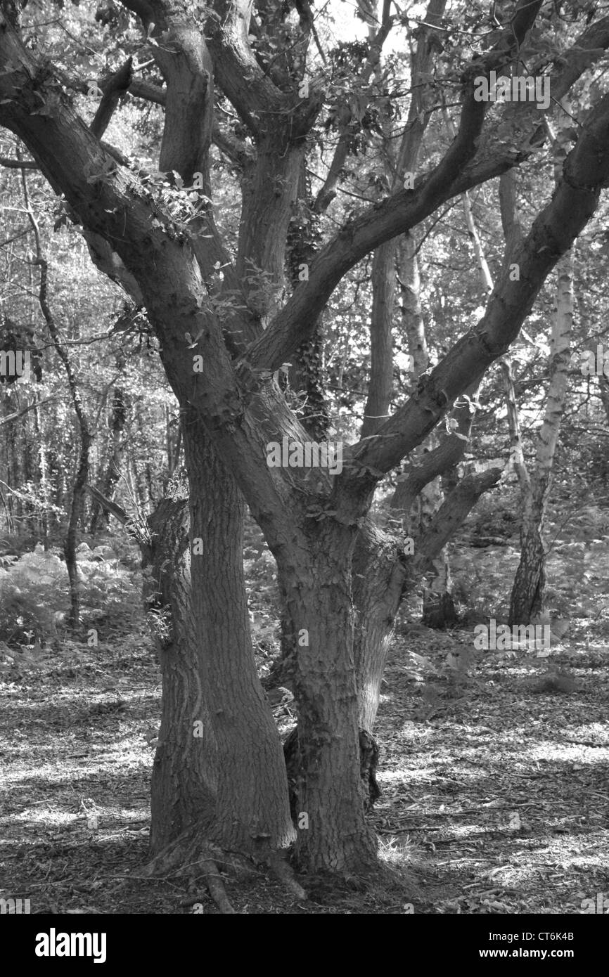 Baum in einem Wald Stockfoto