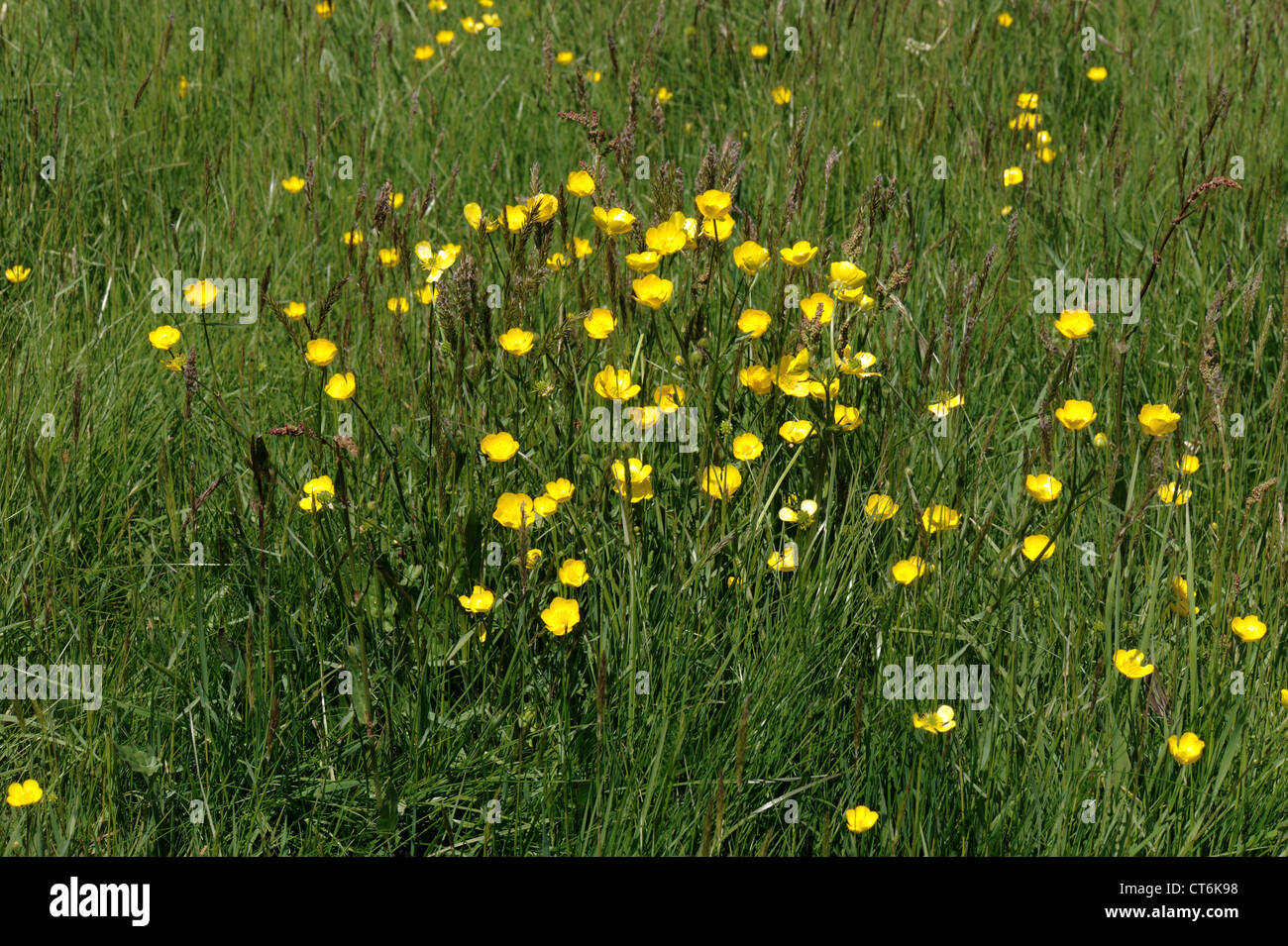 Feld Hahnenfuß Ranunculus Acris Blüte in einer Sommerwiese Stockfoto