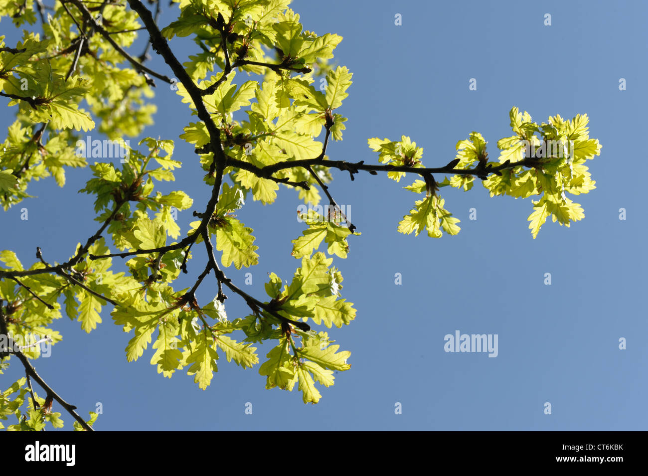 Junge Eiche (Quercus Robur) Laub Hintergrundbeleuchtung gegen gegen einen blauen Frühlingshimmel Stockfoto