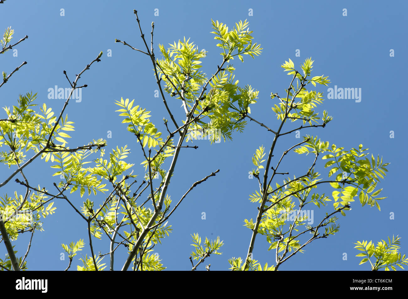 Junge Blätter von einem Asche Baum Hintergrundbeleuchtung gegen einen blauen Frühlingshimmel Stockfoto