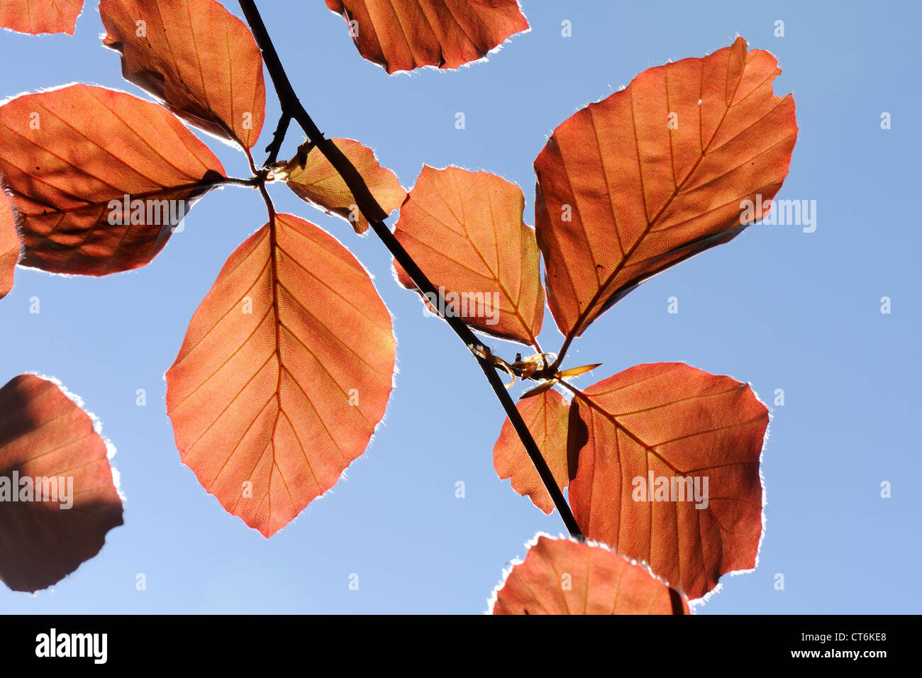 Junge Blutbuche Laub Hintergrundbeleuchtung gegen einen blauen Frühlingshimmel Stockfoto