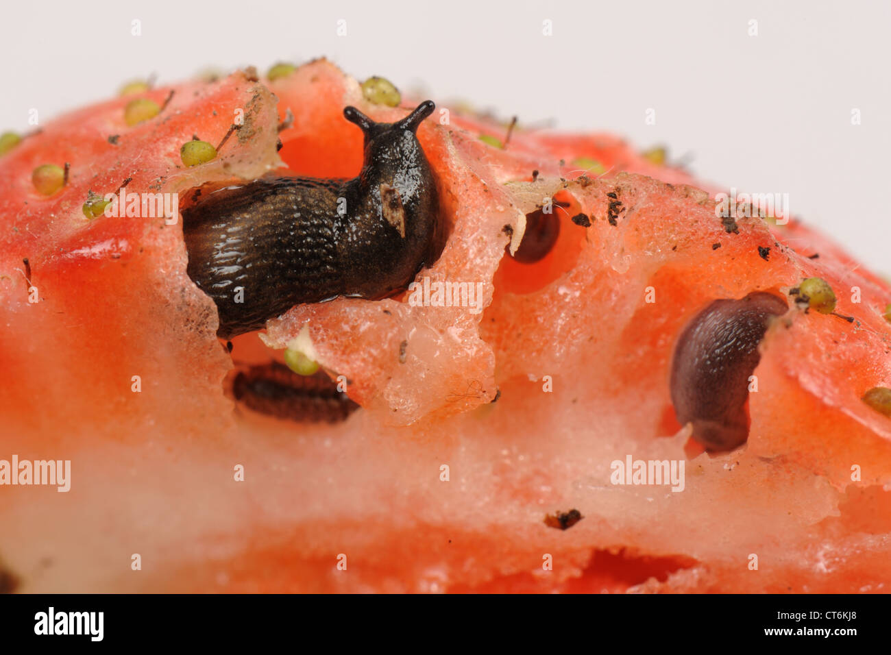 Erdbeere Frucht mit Schnecken, Metallklumpen Schaden und eine Assel Stockfoto