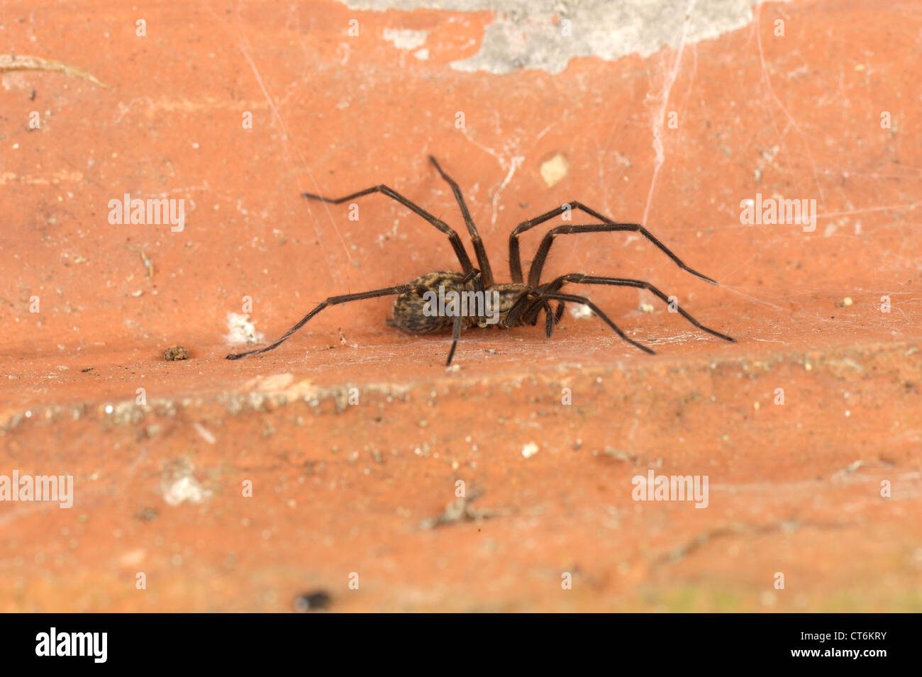 Männliche Haus Spinne (Tegenaria Domestica) unter einem Dachziegel im Garten im Sommer Stockfoto