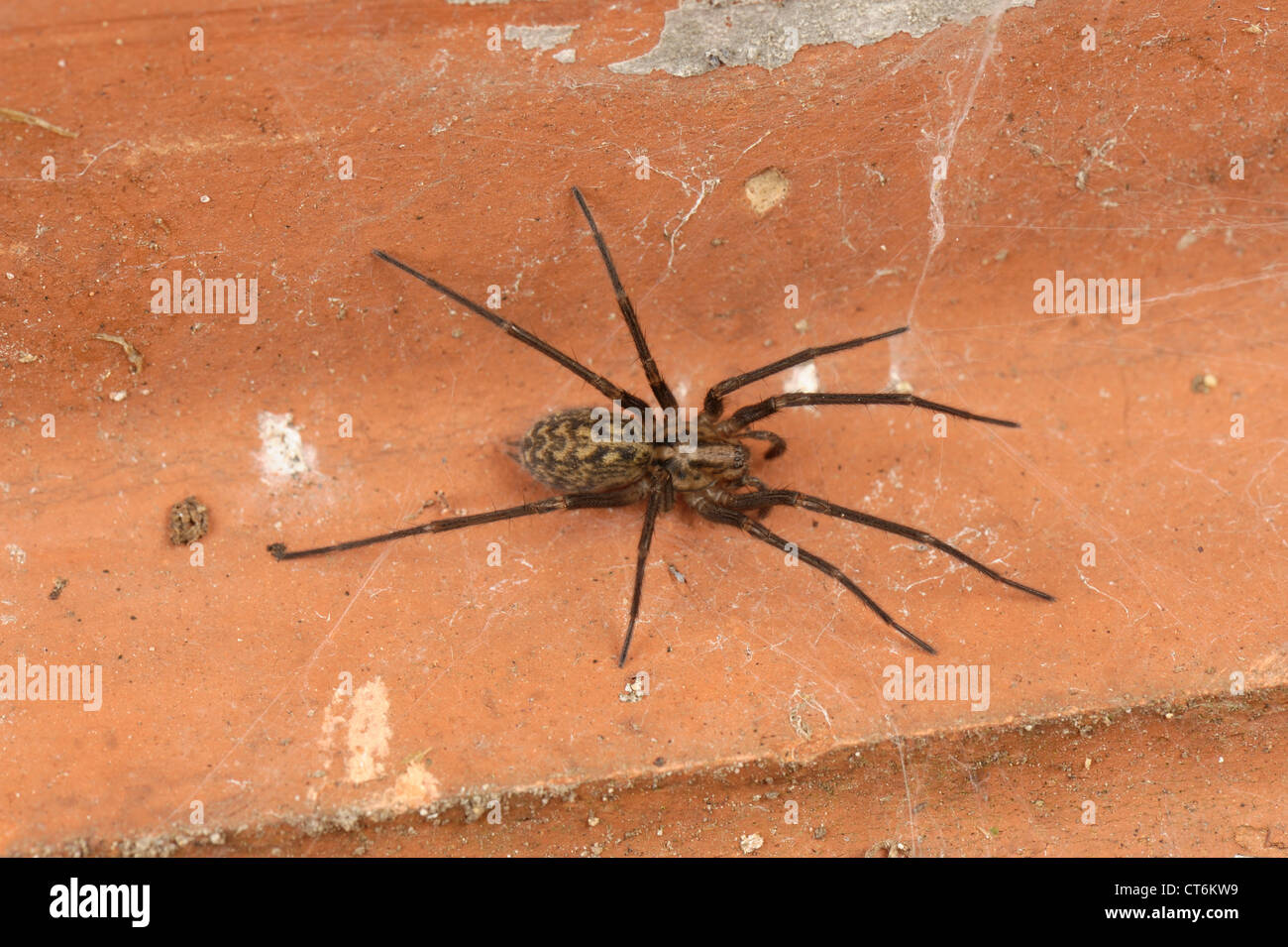 Männliche Haus Spinne (Tegenaria Domestica) unter einem Dachziegel im Garten im Sommer Stockfoto