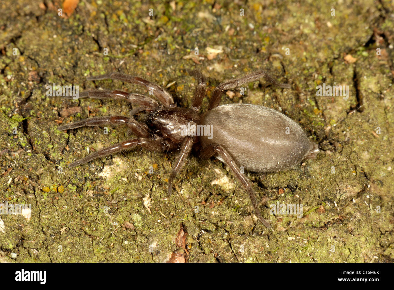 Eine Maus Spinne Scotophaeus Blackwali auf Holz Stockfoto