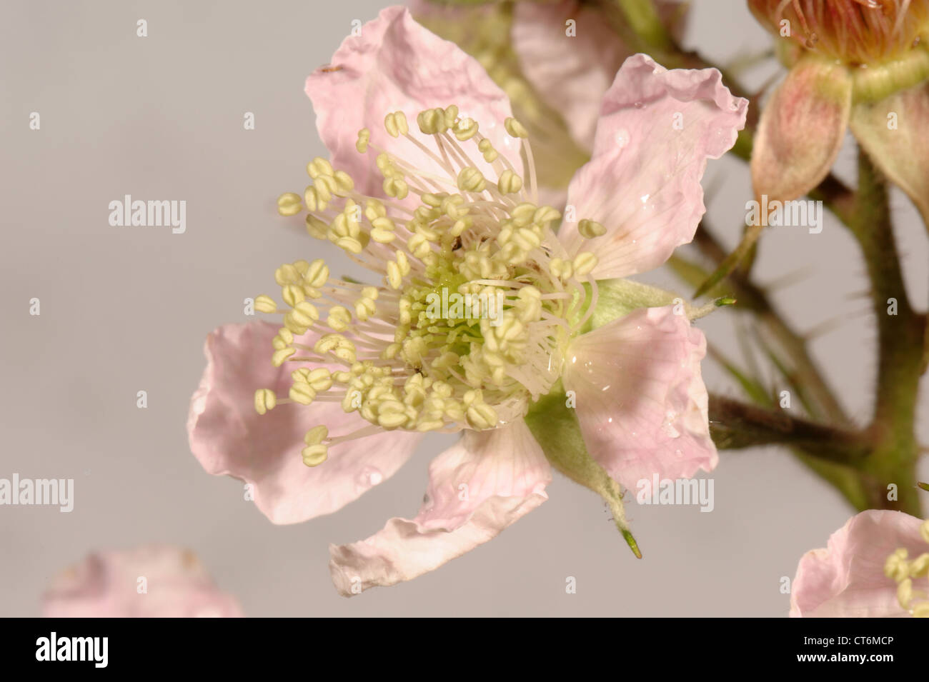 BlackBerry oder Brombeere Rubus Fruticosus Blumen und Blütenstruktur Stockfoto